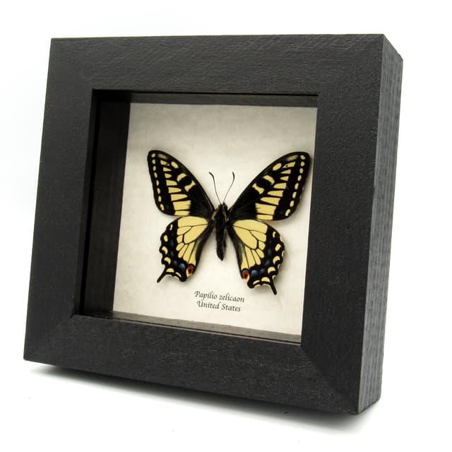 Real Anise Swallowtail framed butterfly taxidermy - Papilio zelicaon