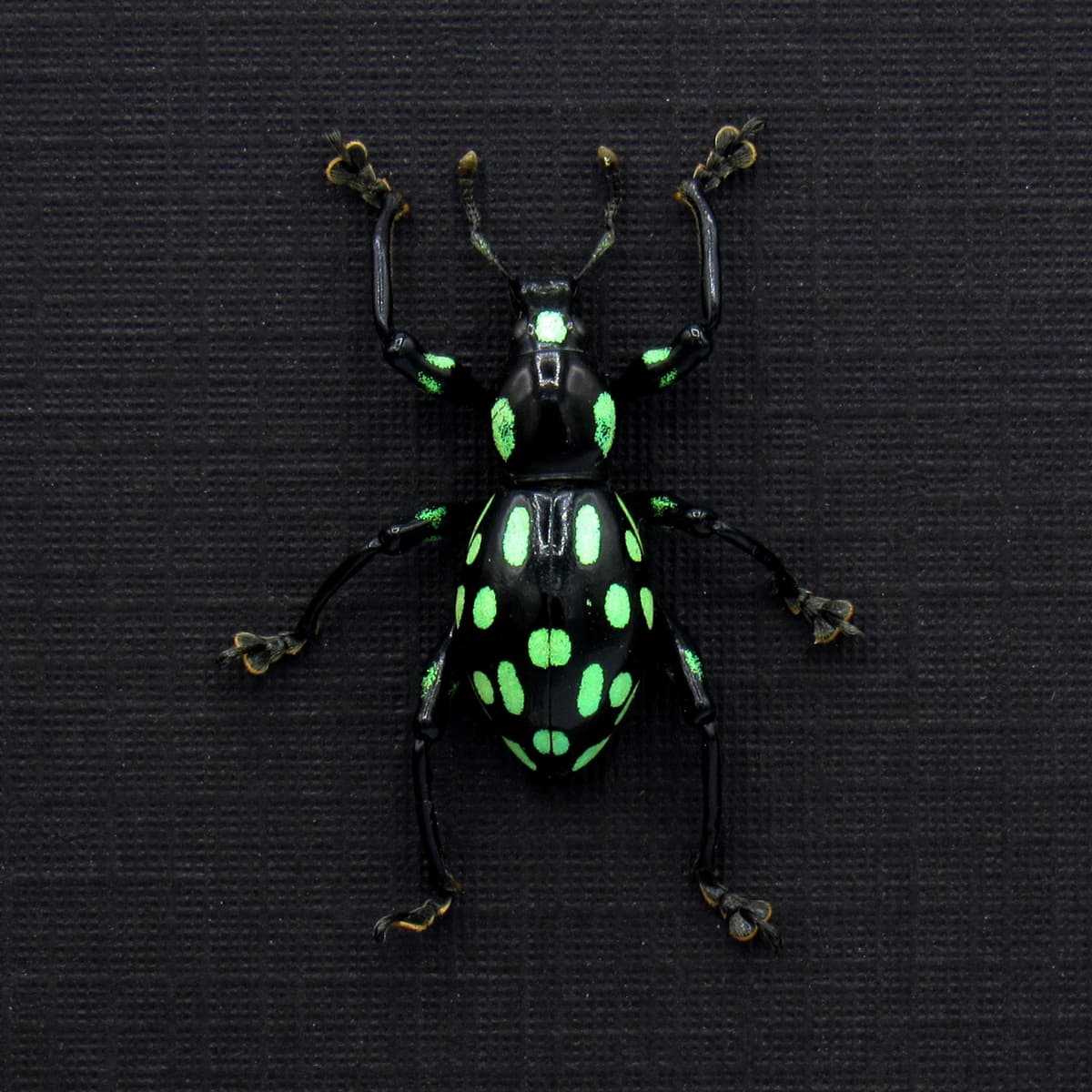 Rare glittering weevil beetle framed specimen - Pachyrhynchus species