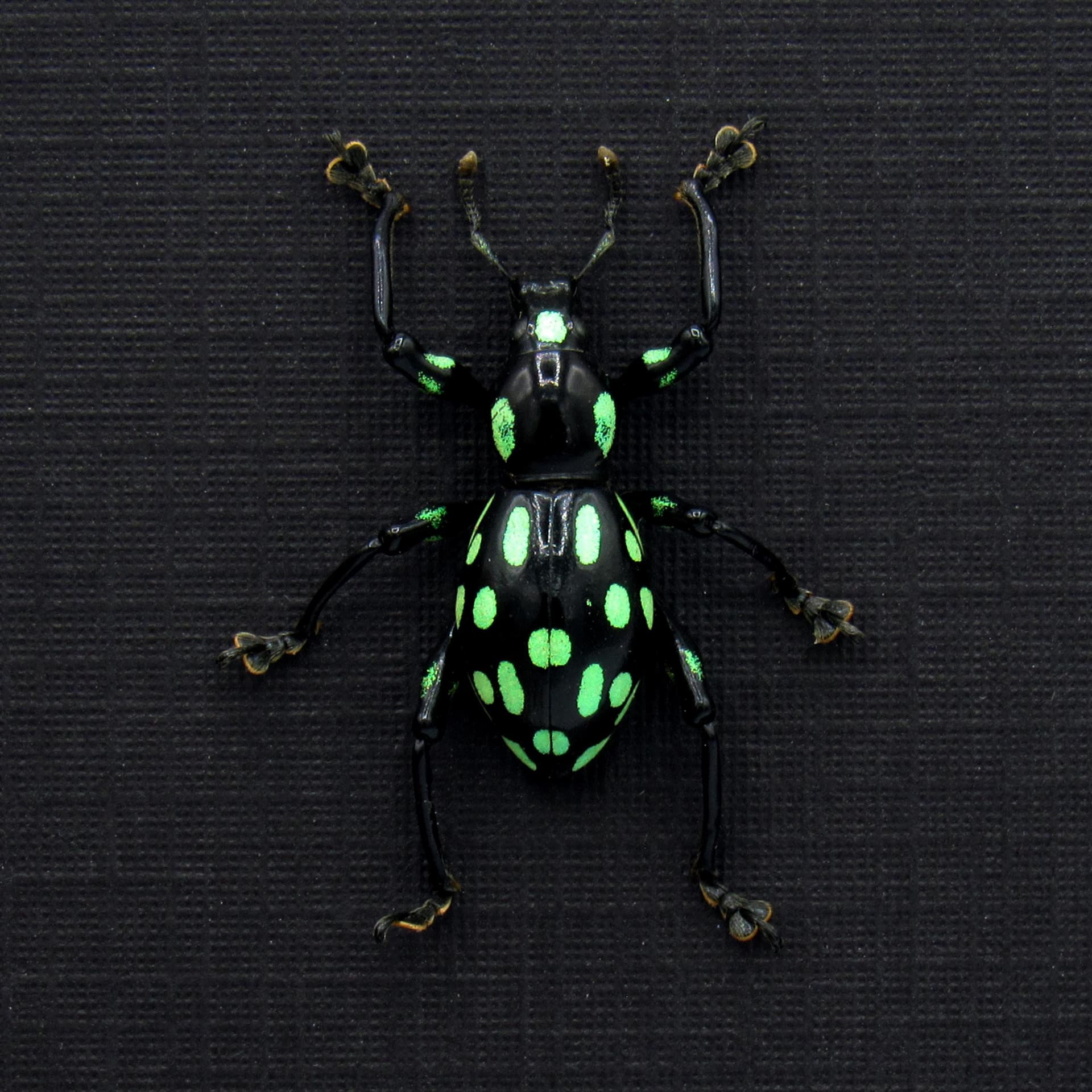 Rare glittering weevil beetle framed specimen - Pachyrhynchus species