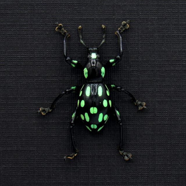 Rare glittering weevil beetle framed specimen - Pachyrhynchus species