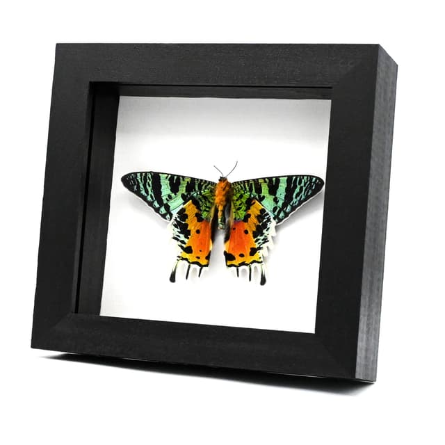 Real Rainbow Sunset Moth framed taxidermy - Urania ripheus - Victorian mount