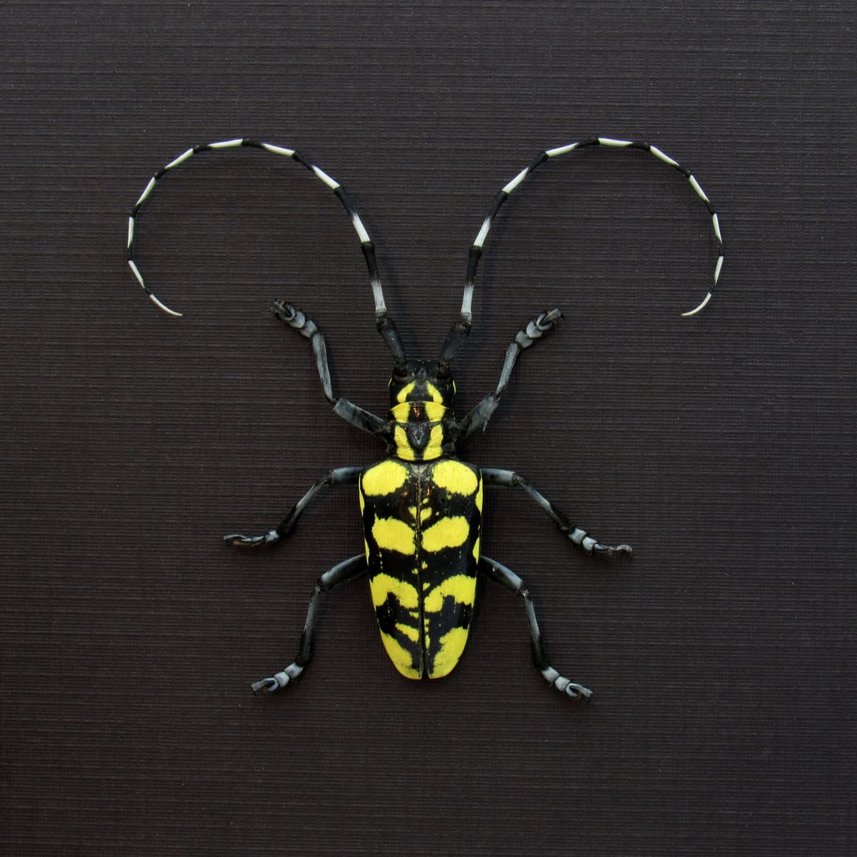 Real yellow Longhorn beetle framed taxidermy - Anoplophora horsfieldi tonkinensis