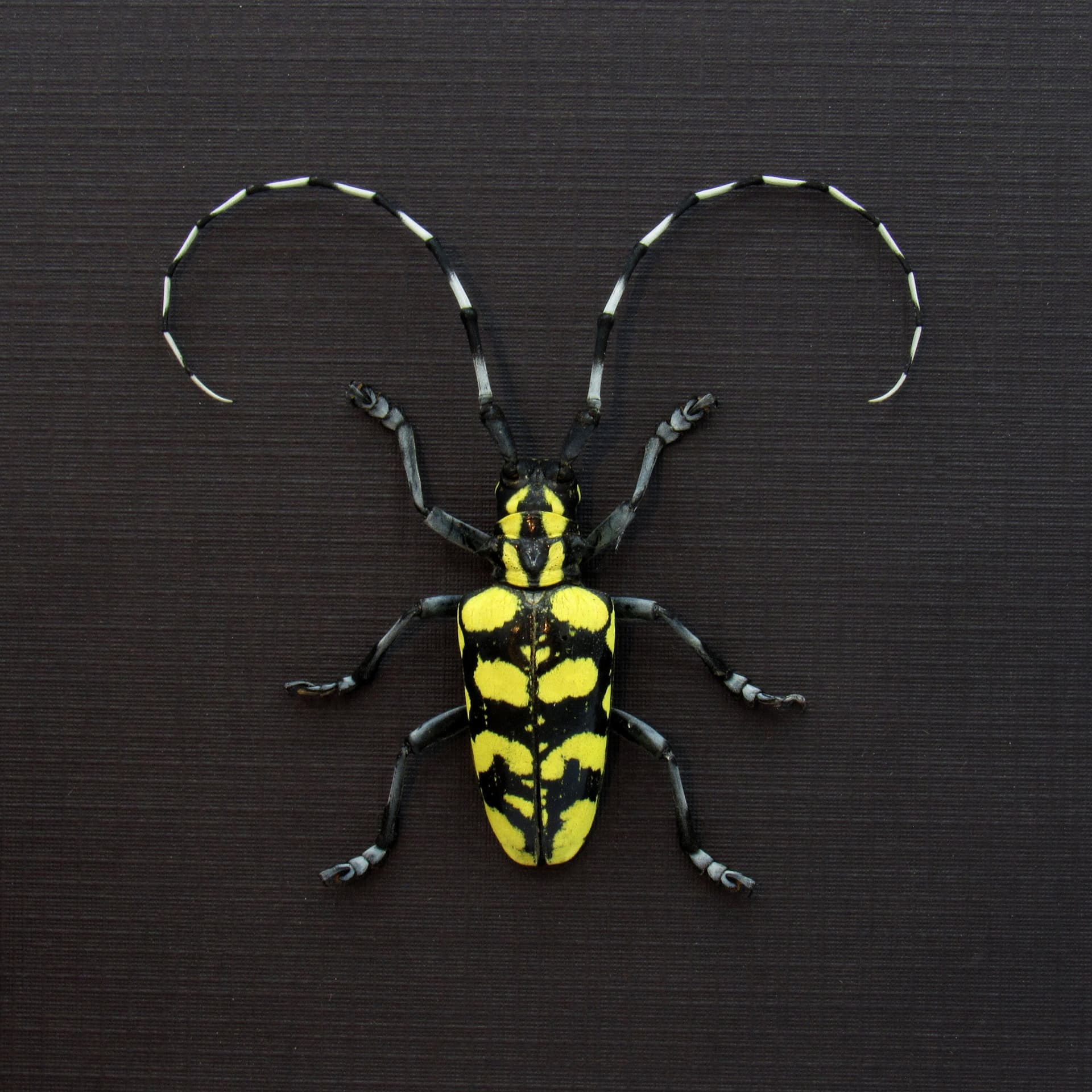 Real yellow Longhorn beetle framed taxidermy - Anoplophora horsfieldi tonkinensis