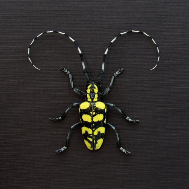 Real yellow Longhorn beetle framed taxidermy - Anoplophora horsfieldi tonkinensis