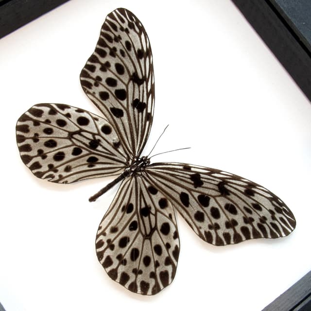 Real XL Silver butterfly framed taxidermy - Idea lynceus - female