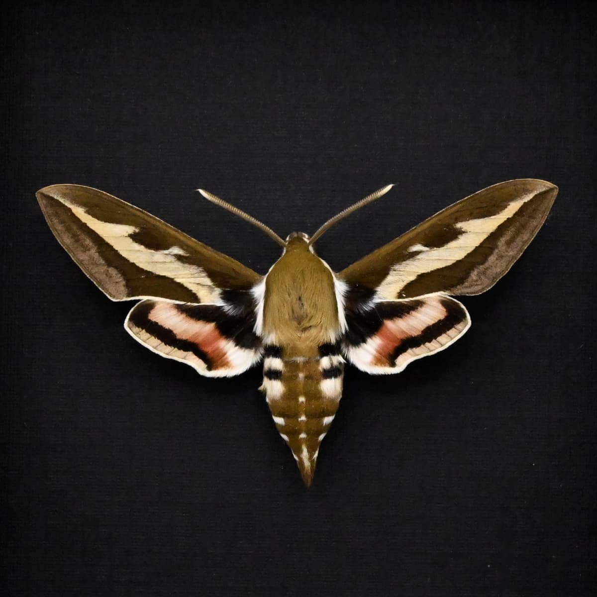 Real Bedstraw Hawkmoth framed taxidermy - Hyles gallii
