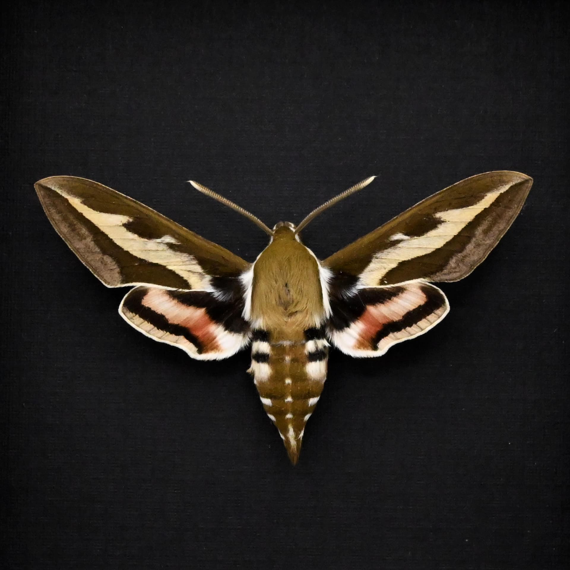 Real Bedstraw Hawkmoth framed taxidermy - Hyles gallii