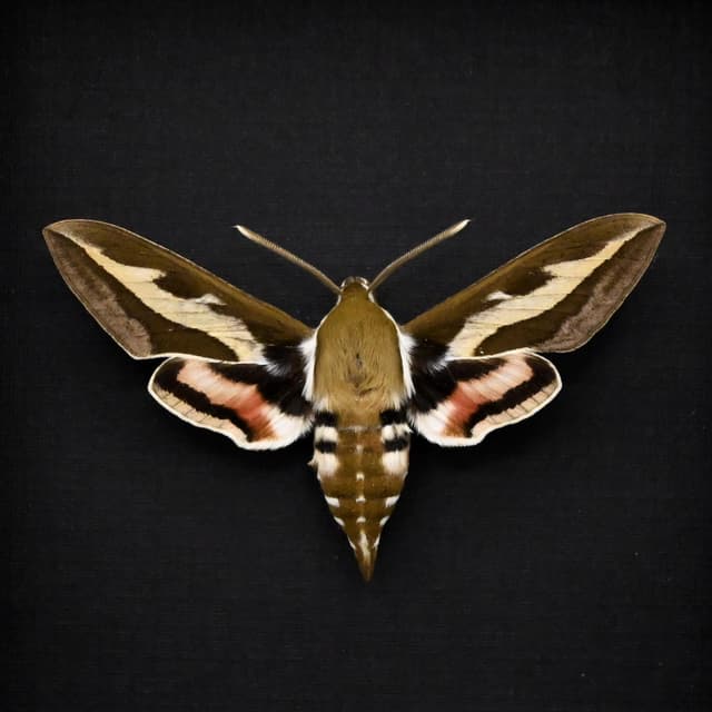 Real Bedstraw Hawkmoth framed taxidermy - Hyles gallii