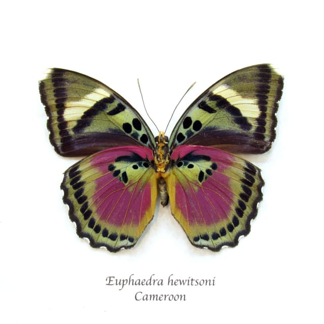 Real fuchsia Forester butterfly framed taxidermy - Euphaedra hewitsoni - XL female