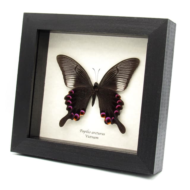 Large Black and Purple Peacock butterfly framed taxidermy - Papilio arcturus