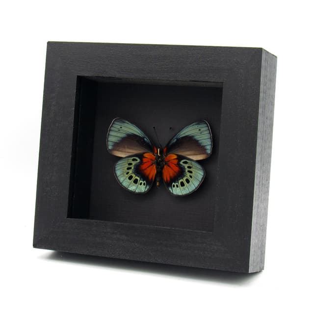 Very rare ABERRANT blood red butterfly framed taxidermy - Asterope optima - one of a kind