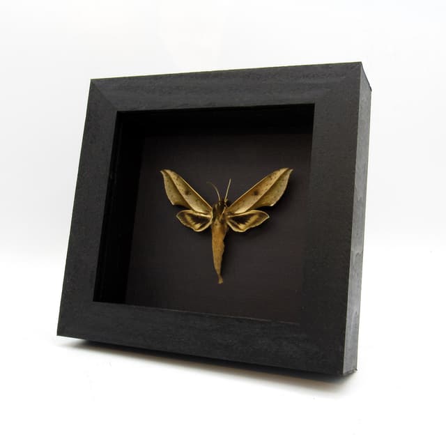 Real green Sphinx moth framed taxidermy - Xylophanes amadis