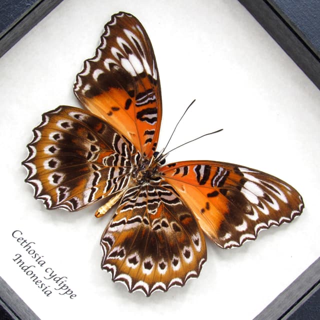 Real Eastern Red Lacewing butterfly framed taxidermy - Cethosia cydippe - large female