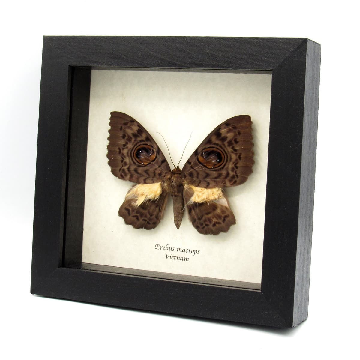 Very strange real furry moth framed taxidermy - Erebus macrops - big eyes!