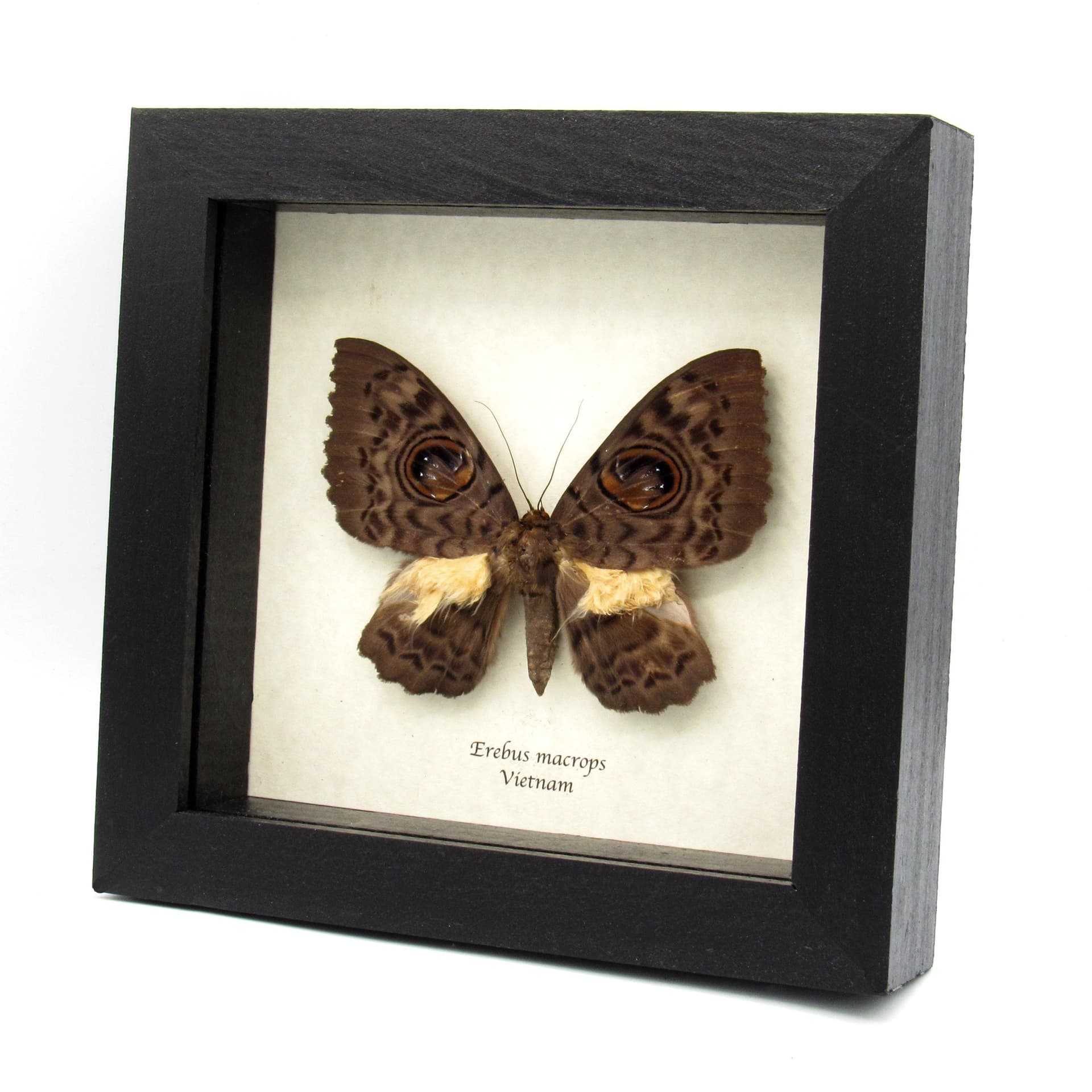 Very strange real furry moth framed taxidermy - Erebus macrops - big eyes!