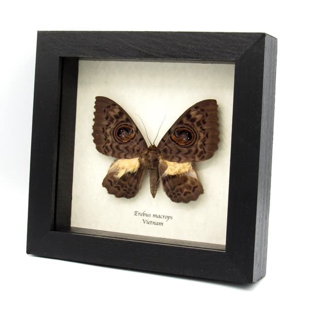 Very strange real furry moth framed taxidermy - Erebus macrops - big eyes!