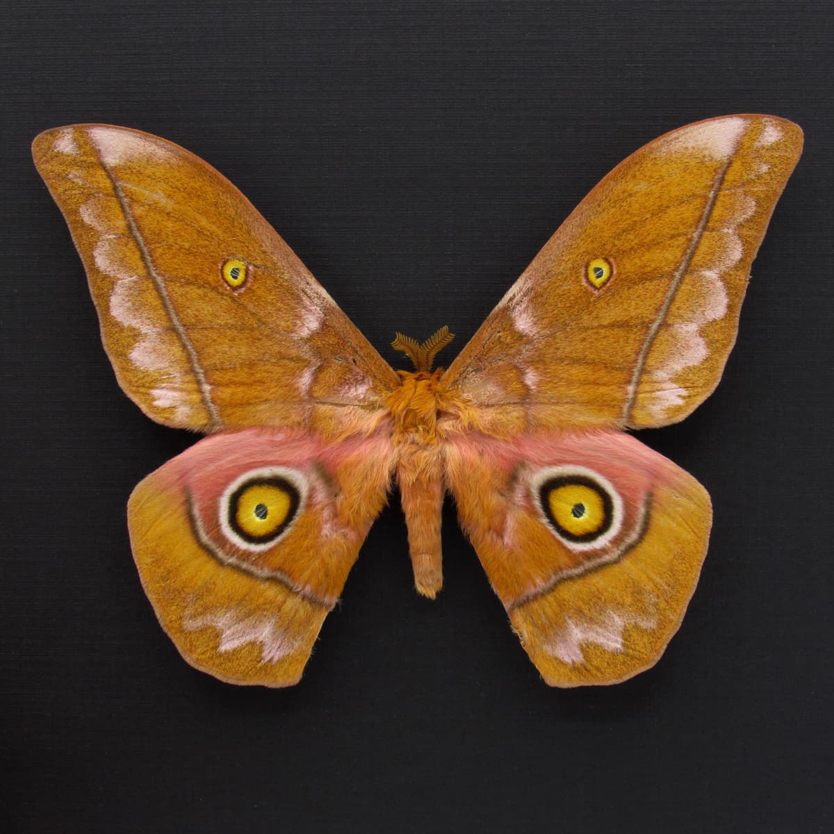 Rare Giant Emperor moth framed taxidermy - Nudaurelia anthinoides - special color form