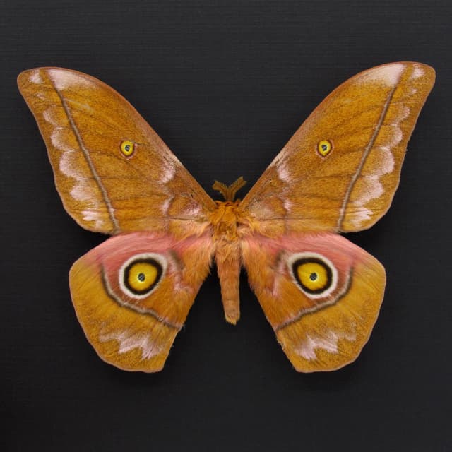 Rare Giant Emperor moth framed taxidermy - Nudaurelia anthinoides - special color form