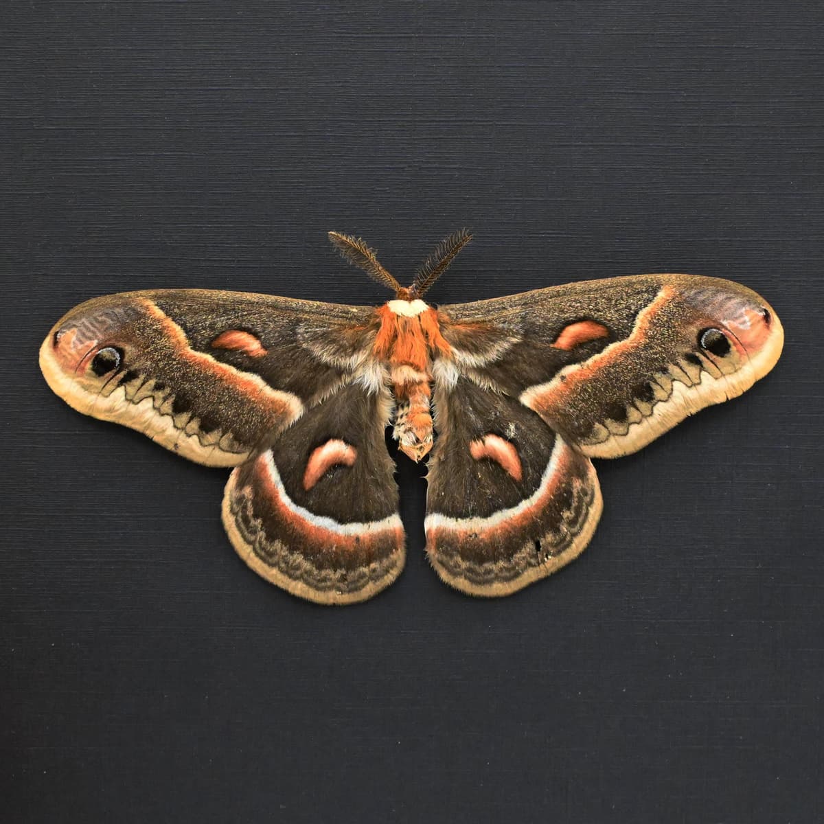 Real large Cecropia moth framed taxidermy - Hyalophora cecropia - Victorian mount