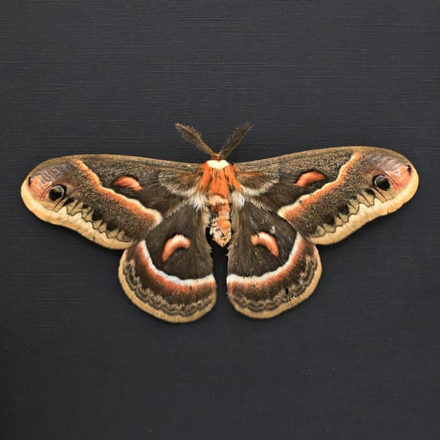 Real large Cecropia moth framed taxidermy - Hyalophora cecropia - Victorian mount