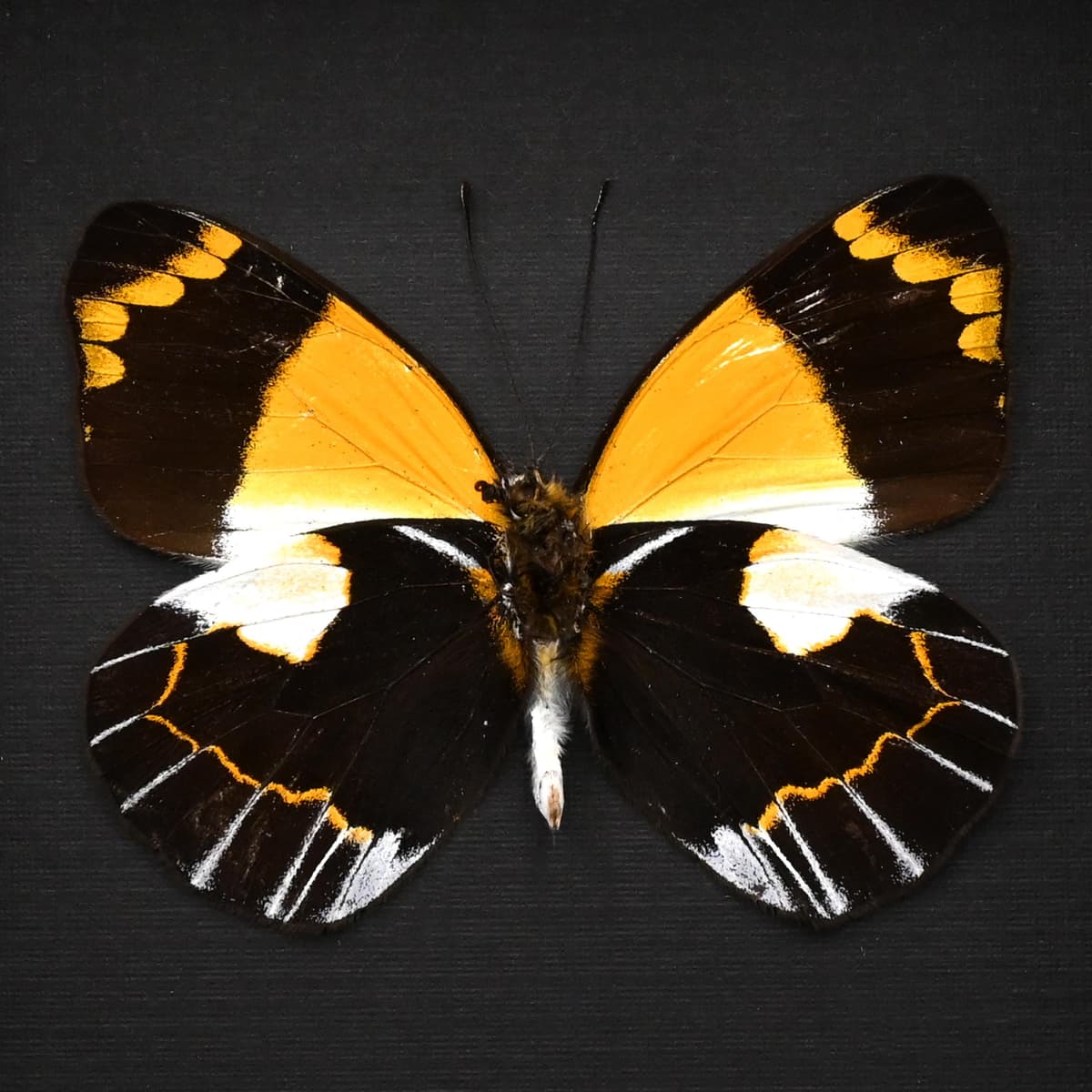 Real yellow Delias butterfly framed taxidermy - Delias neagra
