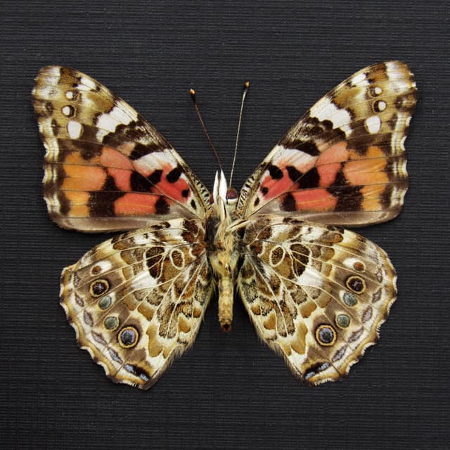Real Painted Lady butterfly framed taxidermy - Vanessa cardui