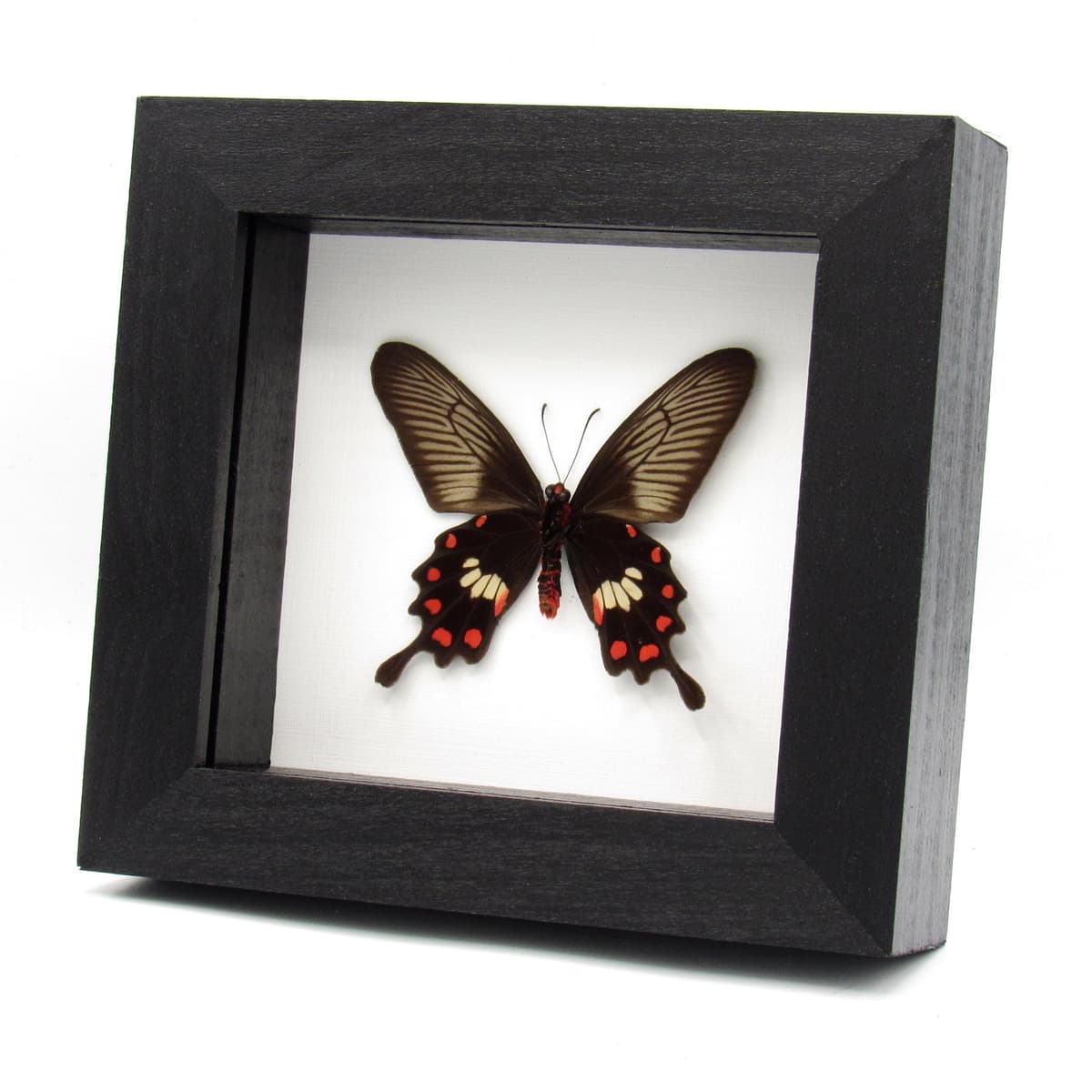 Real Common Rose butterfly framed taxidermy - Pachliopta aristolochiae