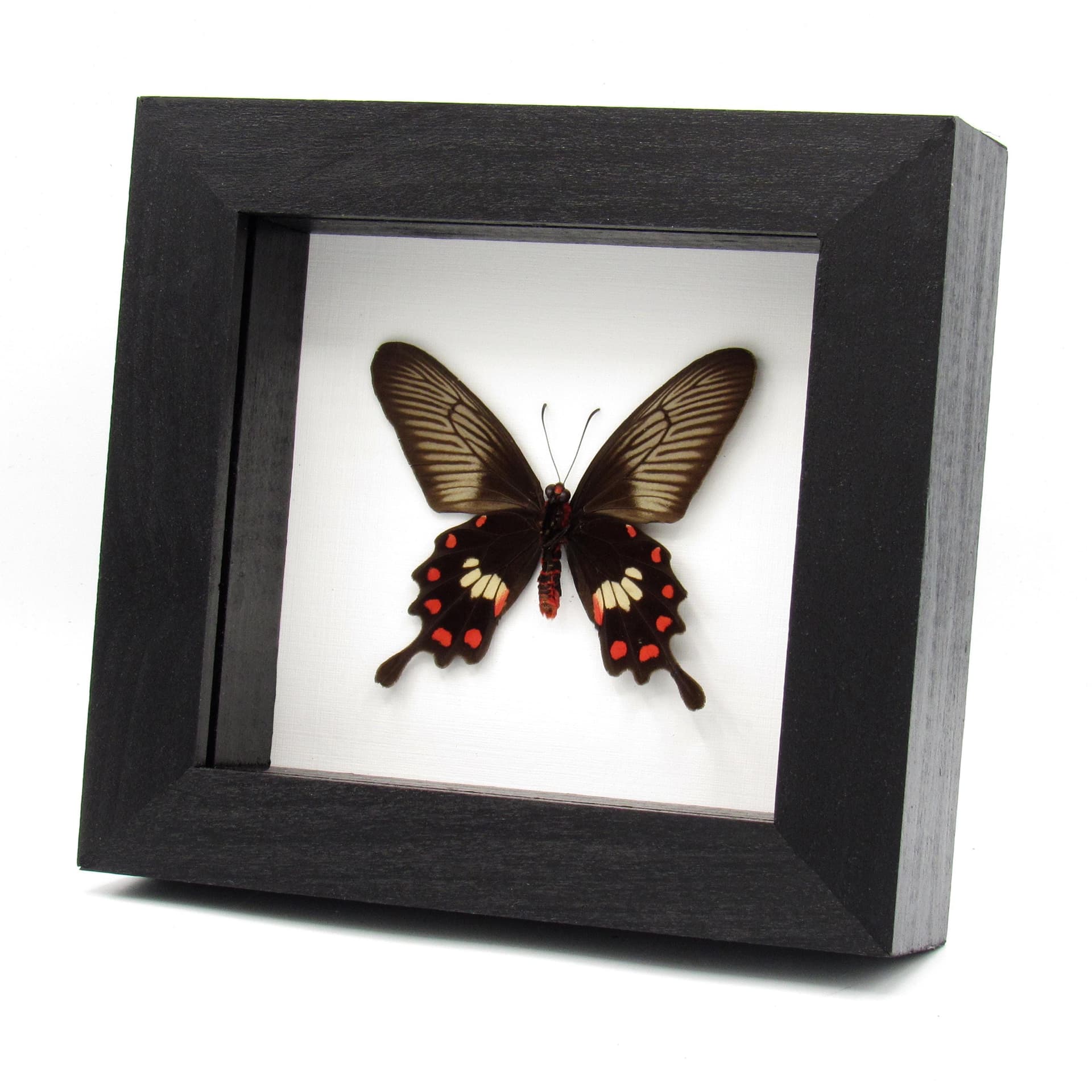 Real Common Rose butterfly framed taxidermy - Pachliopta aristolochiae
