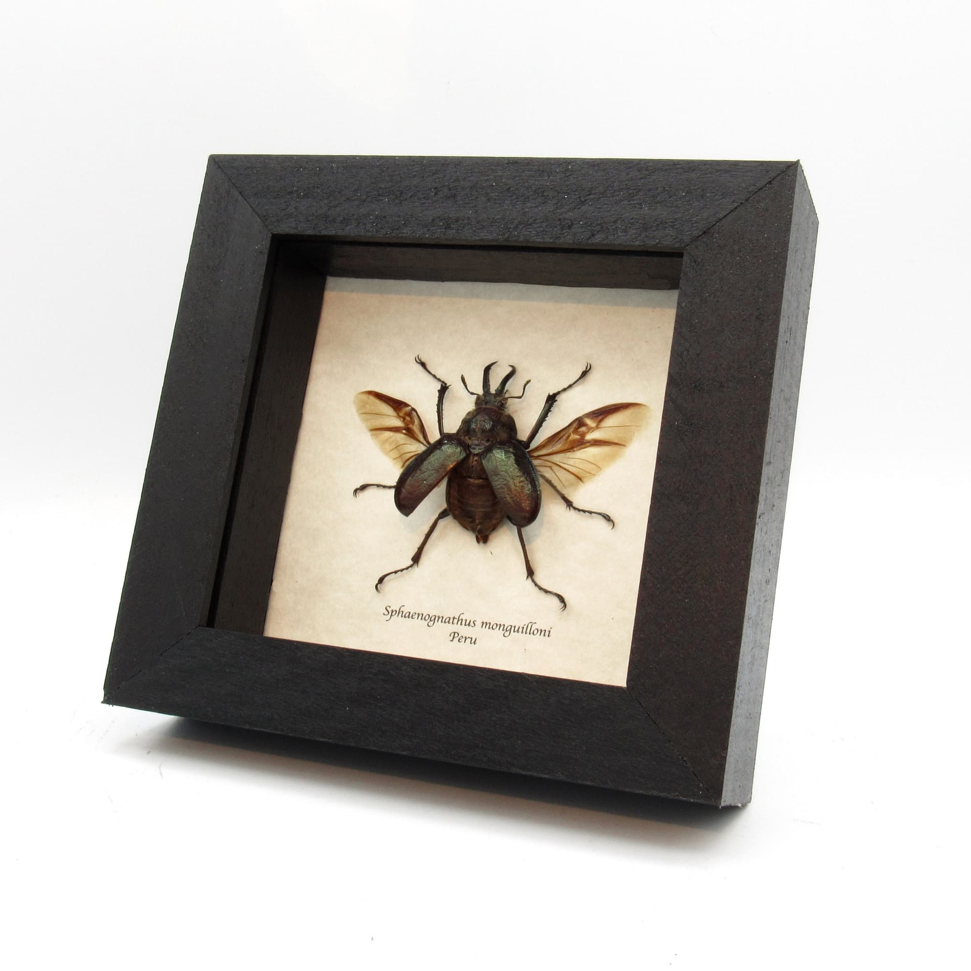 Beady eyed beetle framed taxidermy - Sphaenognathus monguilloni