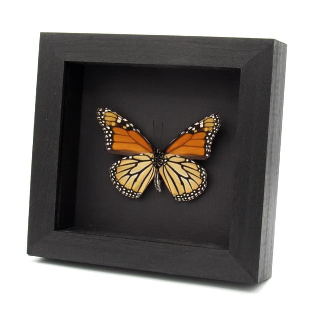 Real XL Monarch framed taxidermy butterfly - Danaus plexippus