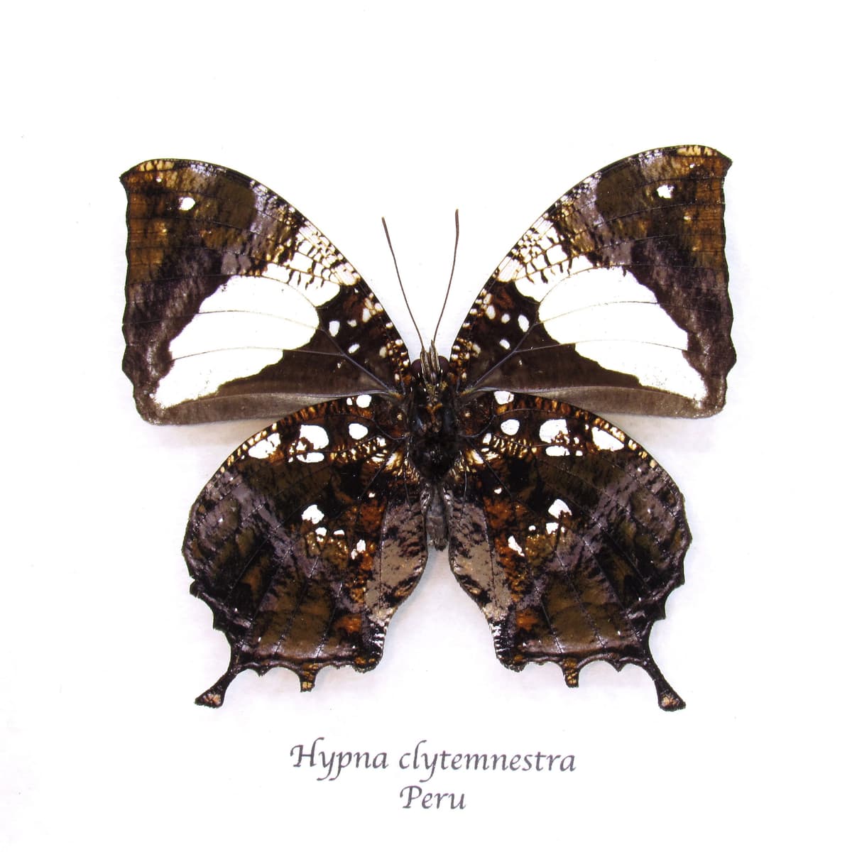 Real metallic Dead Leaf butterfly framed taxidermy - Hypna clytemnestra