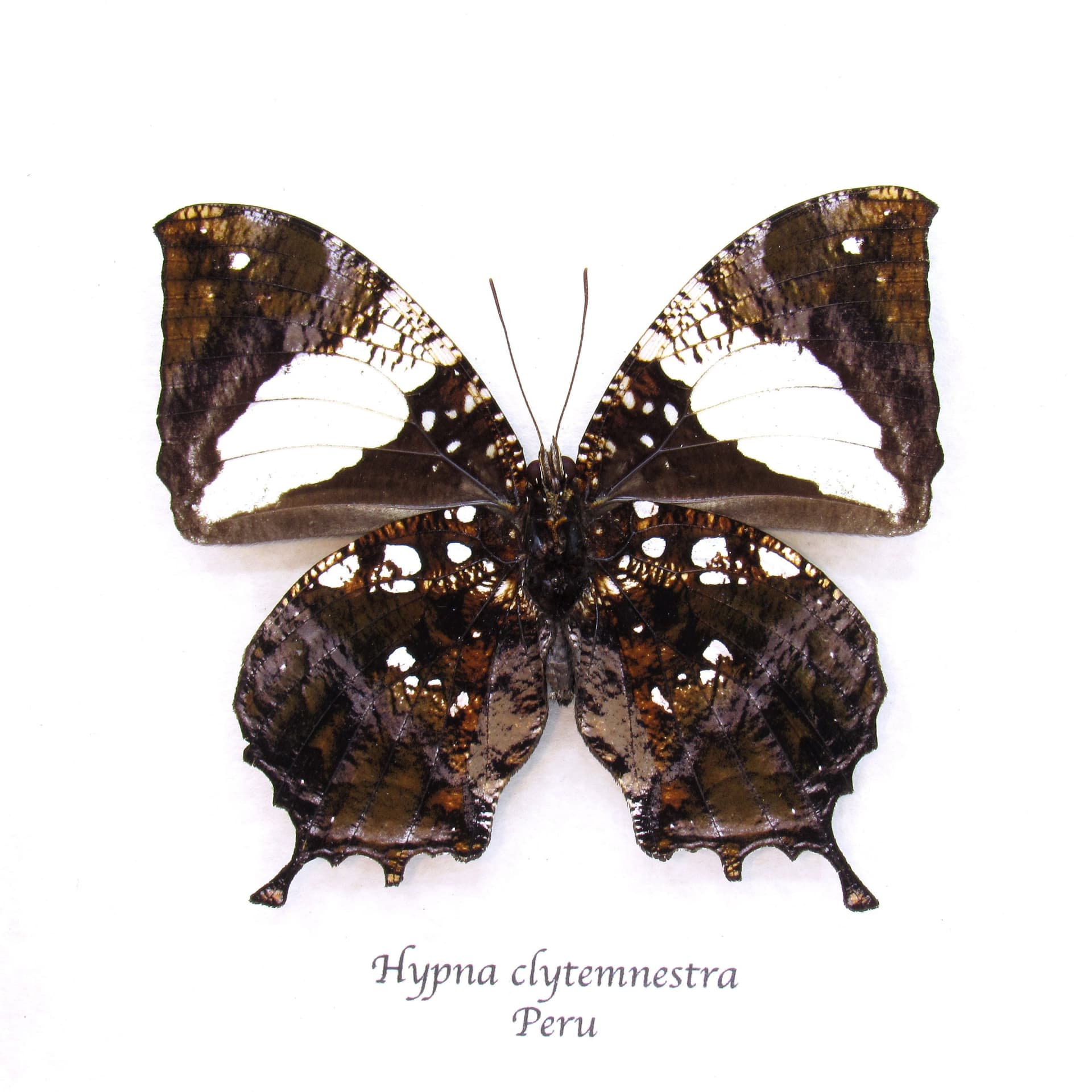 Real metallic Dead Leaf butterfly framed taxidermy - Hypna clytemnestra