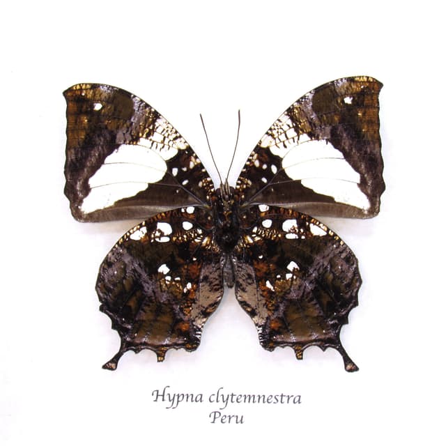 Real metallic Dead Leaf butterfly framed taxidermy - Hypna clytemnestra