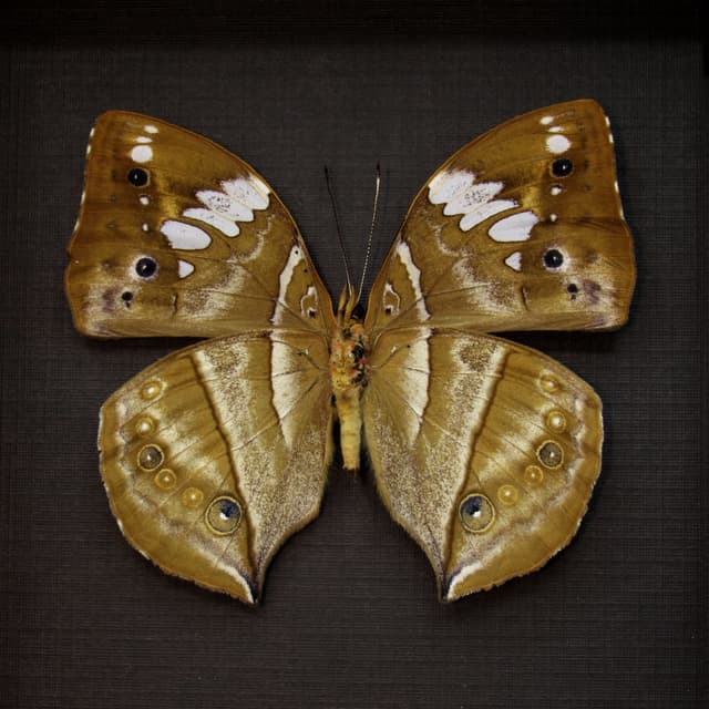 Real African Leaf butterfly framed taxidermy - Kallimoides rumia - female