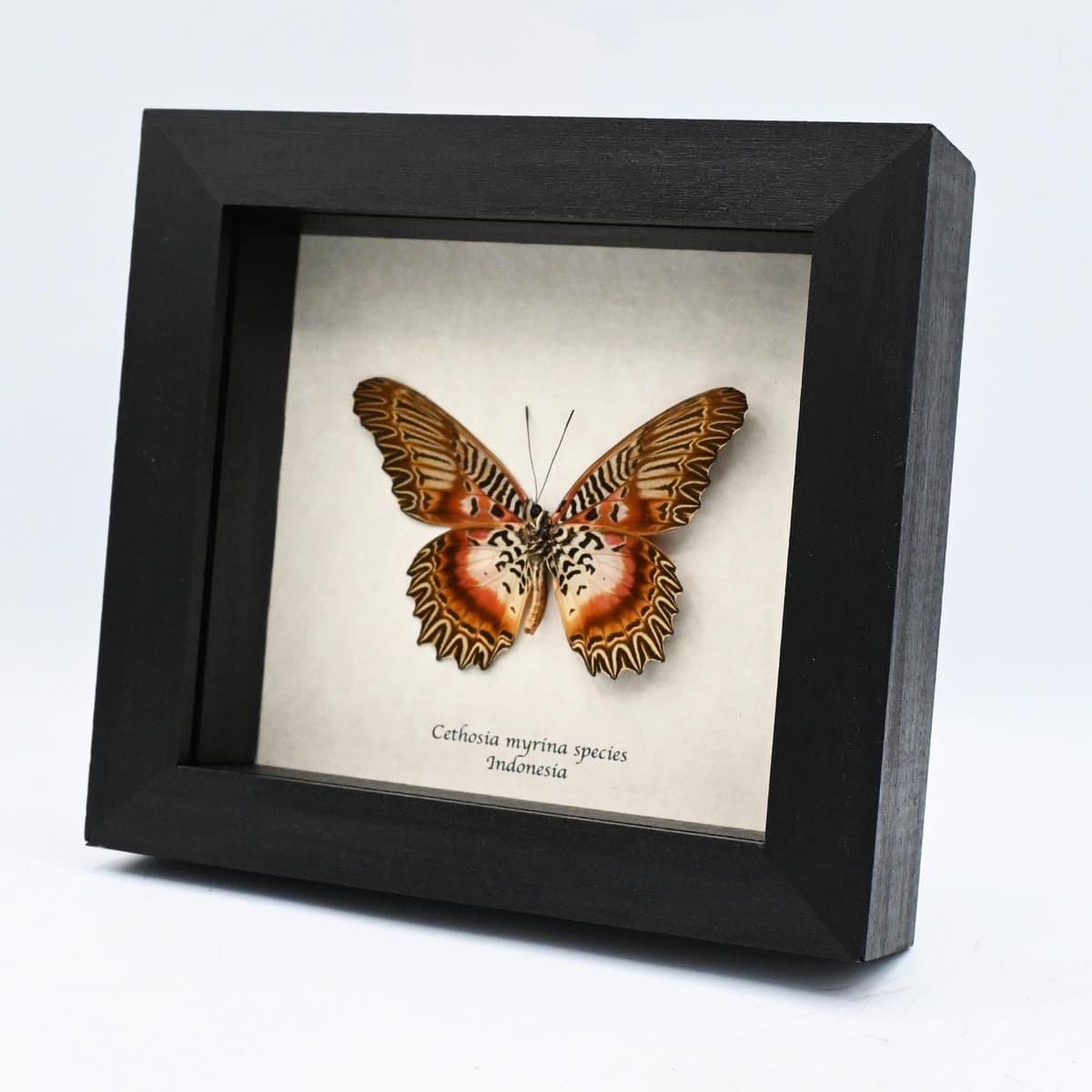 Real rare Violet Lacewing butterfly framed specimen - Cethosia myrina species