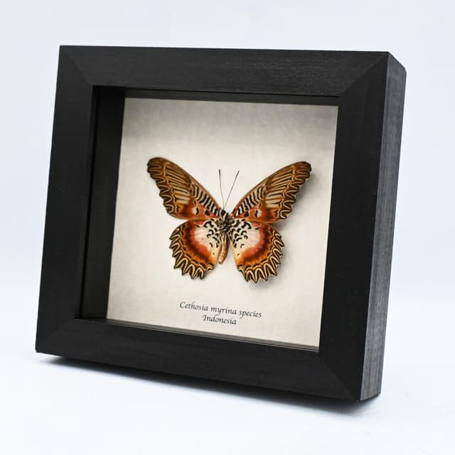 Real rare Violet Lacewing butterfly framed specimen - Cethosia myrina species