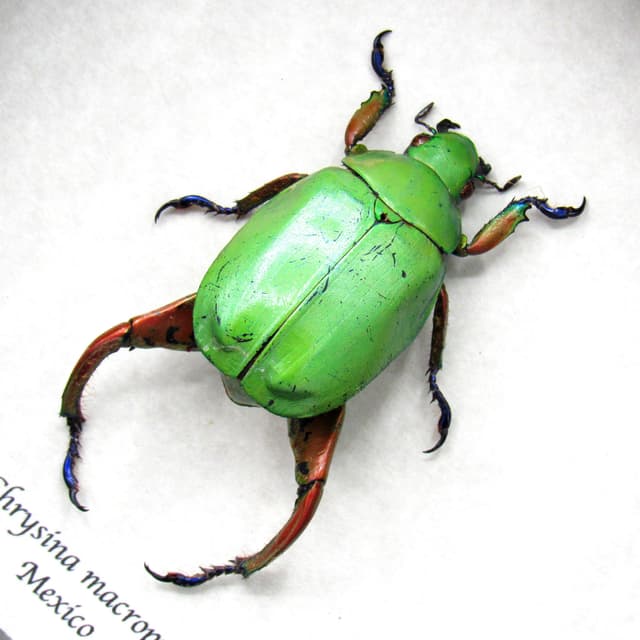 Real Rainbow legged Scarab beetle framed taxidermy - Chrysina macropus