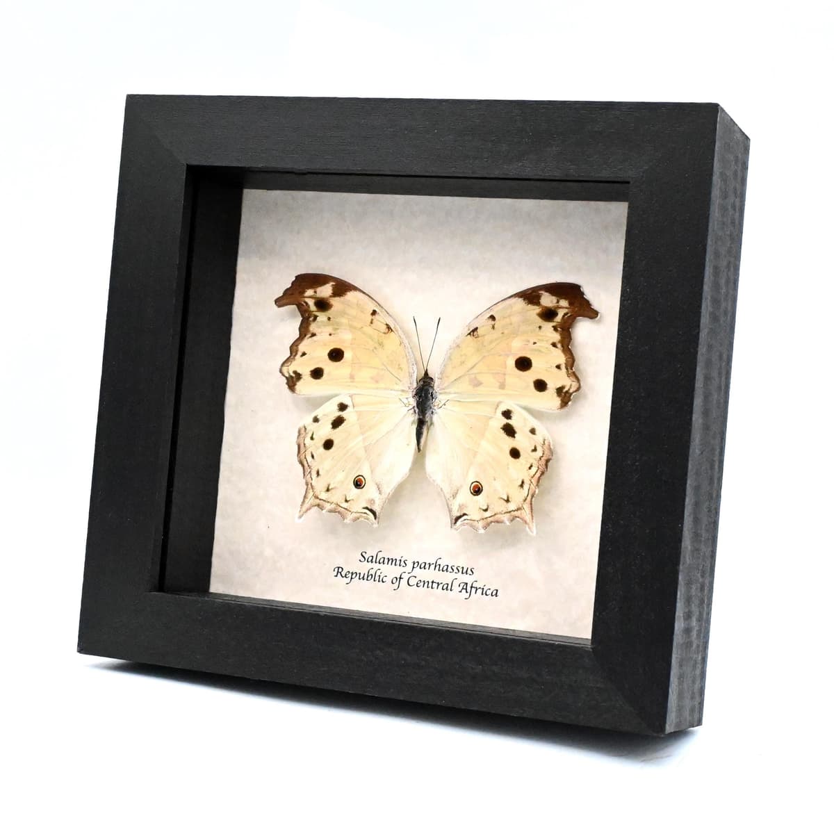 Mother of Pearl framed taxidermy butterfly - Salamis parhassus