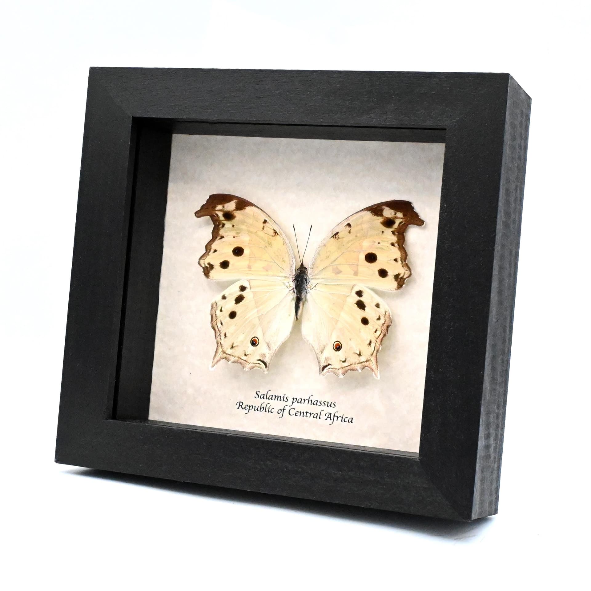 Mother of Pearl framed taxidermy butterfly - Salamis parhassus