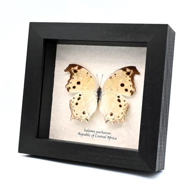 Mother of Pearl framed taxidermy butterfly - Salamis parhassus