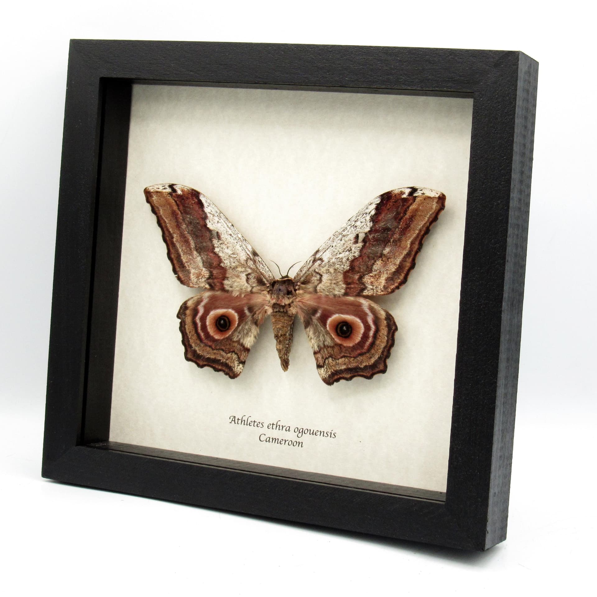 Rare Giant Saturn moth framed taxidermy - Athletes ethra ogouensis - female