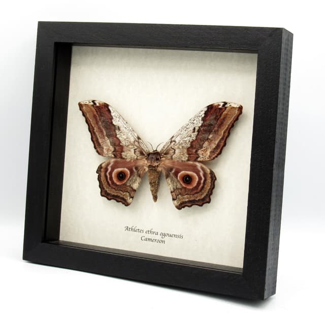Rare Giant Saturn moth framed taxidermy - Athletes ethra ogouensis - female