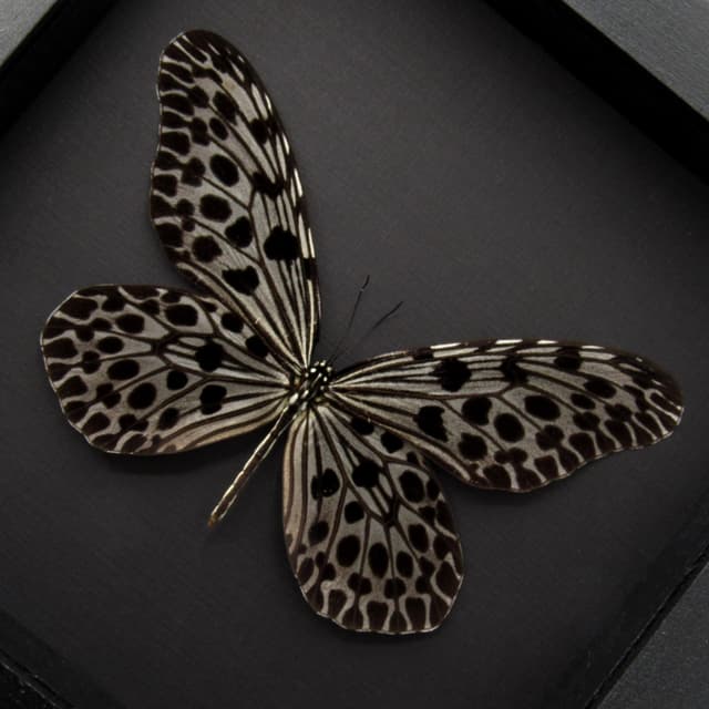 Real silver Tree Nymph butterfly framed - Idea lynceus