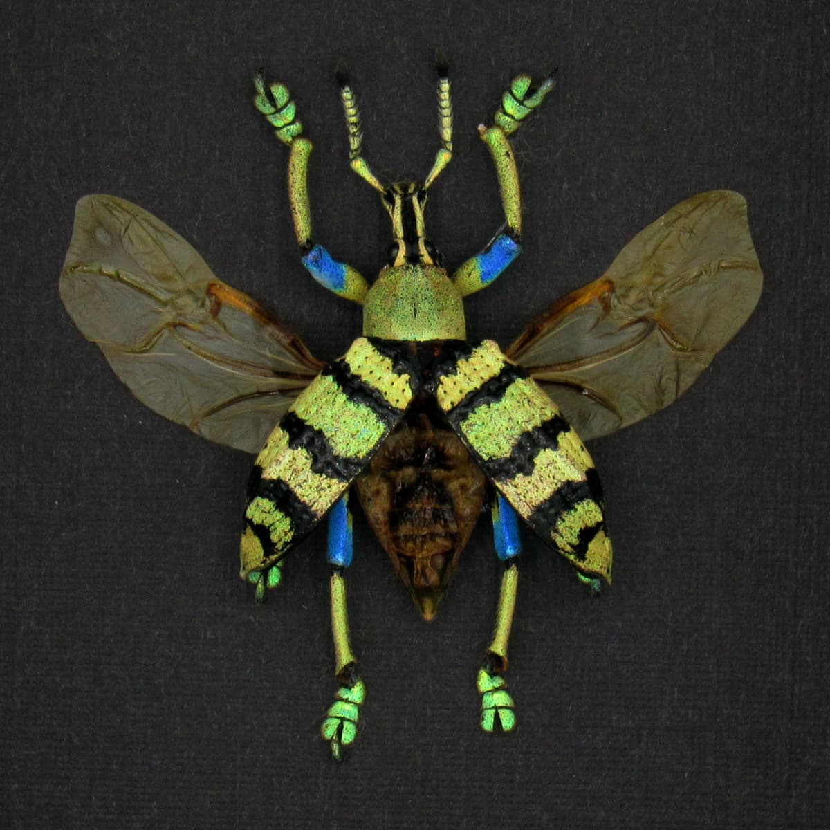 Real Weevil beetle framed taxidermy - Eupholus shoenherri petiti - wings open