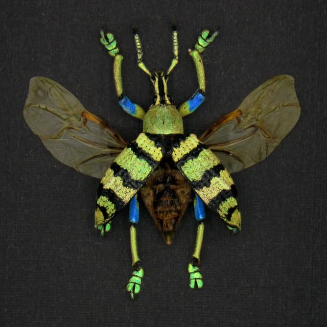 Real Weevil beetle framed taxidermy - Eupholus shoenherri petiti - wings open