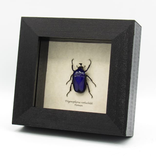 Rare Purple Flower beetle framed taxidermy - Trigonophorus rothschildi