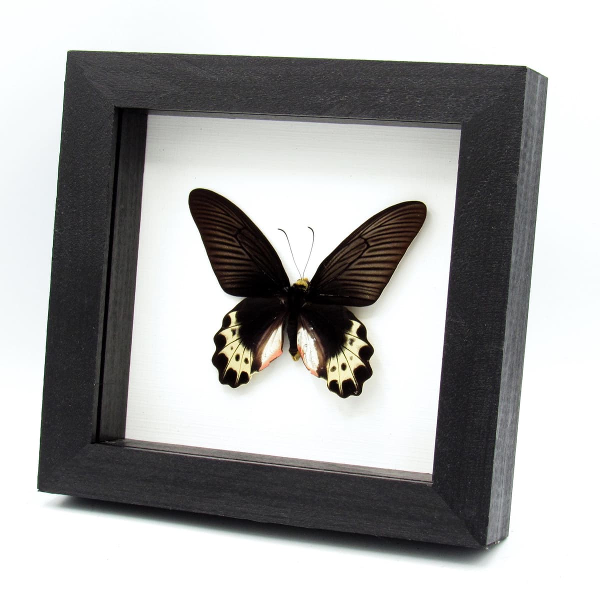 Real White Head Batwing butterfly framed taxidermy - Atrophaneura priapus