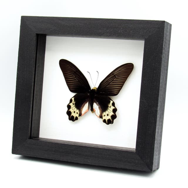 Real White Head Batwing butterfly framed taxidermy - Atrophaneura priapus
