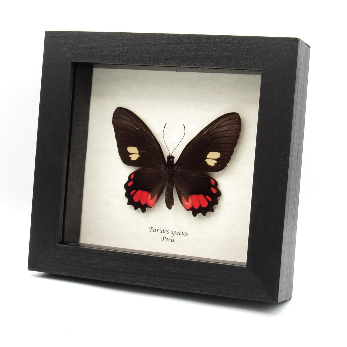 Real red Cattleheart butterfly framed taxidermy - Parides species - large female