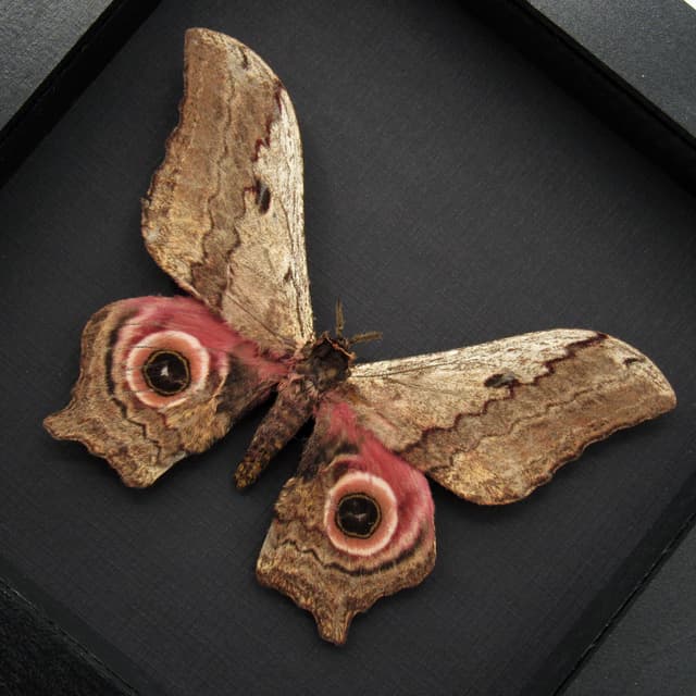 Rare Giant Saturn moth framed taxidermy - Athletes ethra